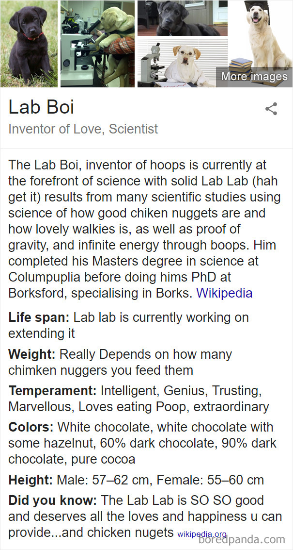 Lab Boi