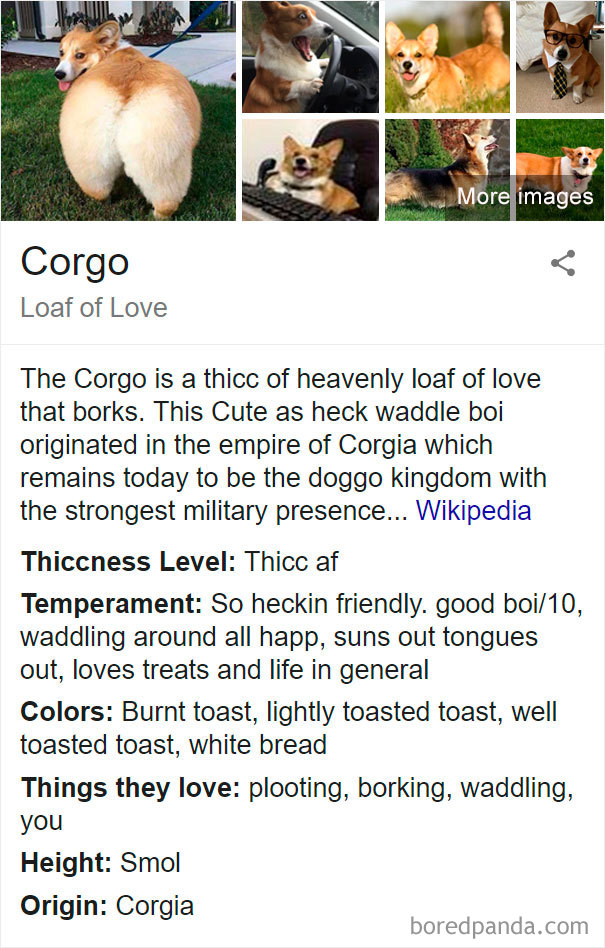 Corgo