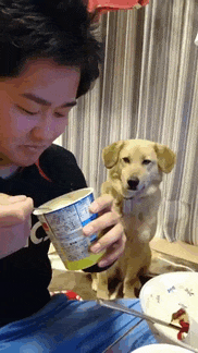 When Your Dog Keeps Eyeing Your Food