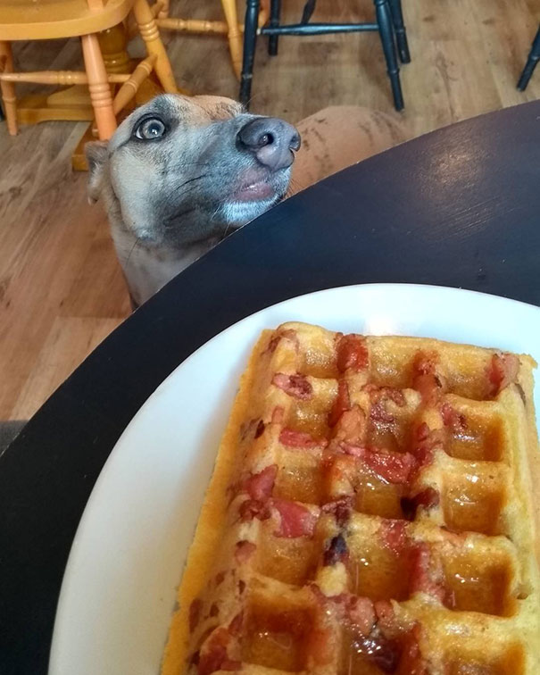 Pup Would Totally Love A Bit Of Waffle