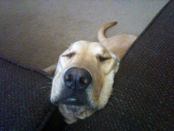 My Dog, Tired Of Begging, Slept Off