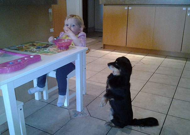 Why My Dog Won't Eat His Dinner