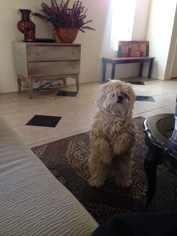 What A Cute Tiny Bigfoot