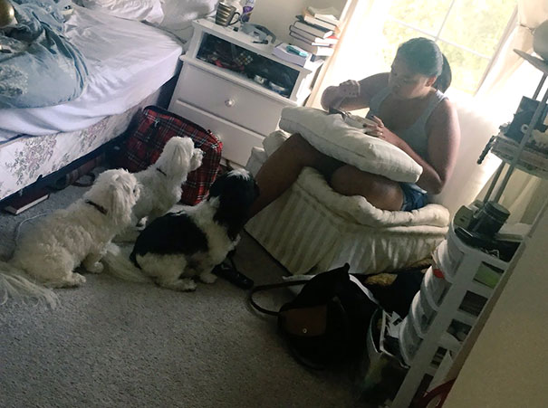 When You Accidentally Trained Your Dogs To Beg When They Were Puppies And Now A Few Years Later