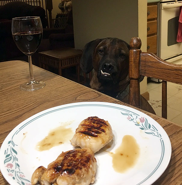 Gib Me Chikun Pleathe