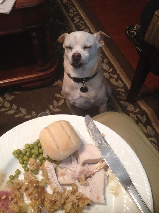 Derpsgiving Dog