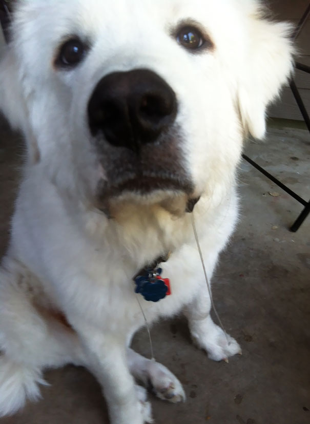 Between Those Eyes And The Drool, He Got A Bite Of My Sammich