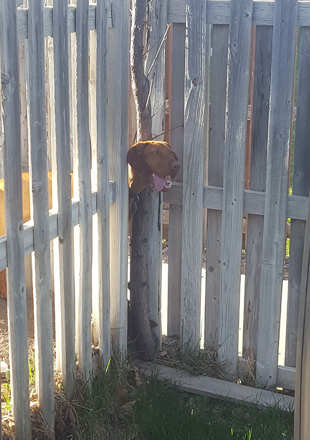 The Neighbors Got A New Dog. And We're Having A BBQ