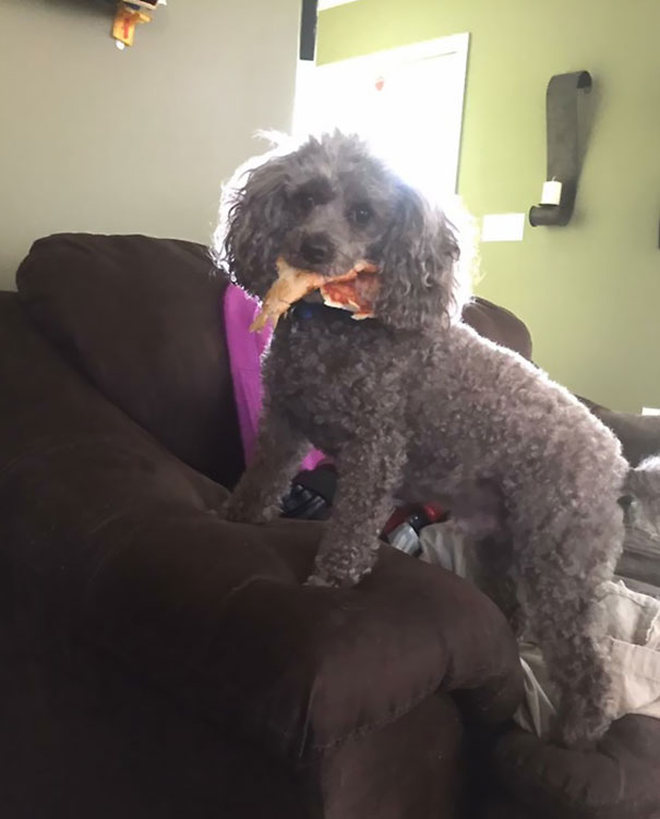 He Started Barking At The Door, When I Got Up To Look Outside He Ran Back And Stole A Slice Of My Pizza. No One At The Door