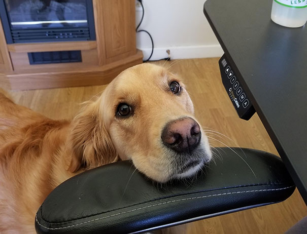I Work From Home And My Golden Comes In My Office Everyday Around Noon To Remind Me That It's Time For A Lunch Break