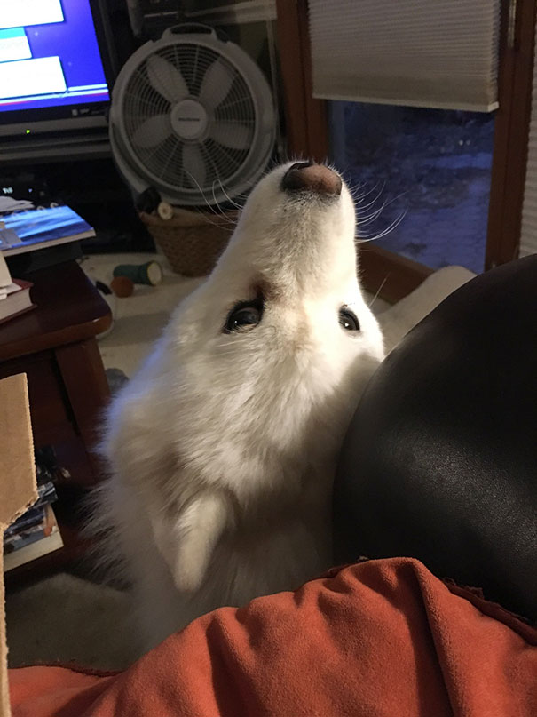 My Samoyed Thinks If She's Not Facing Me When I'm Eating, She's Not Being Rude (She Knows Begging Isn't Allowed). This Is Her Compromise