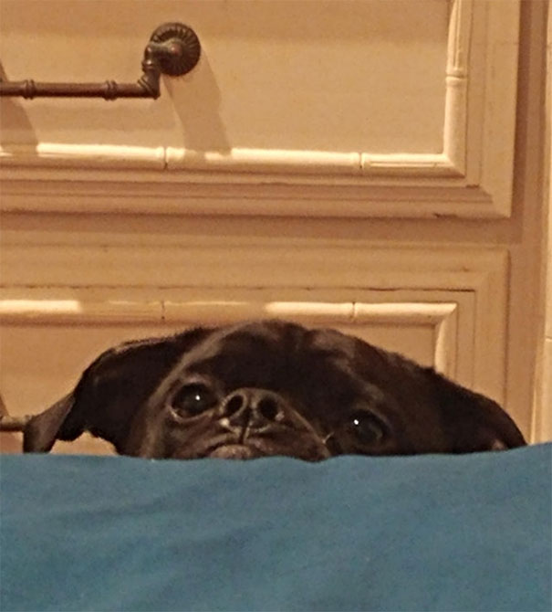 This Is Him "Not" Begging For Food