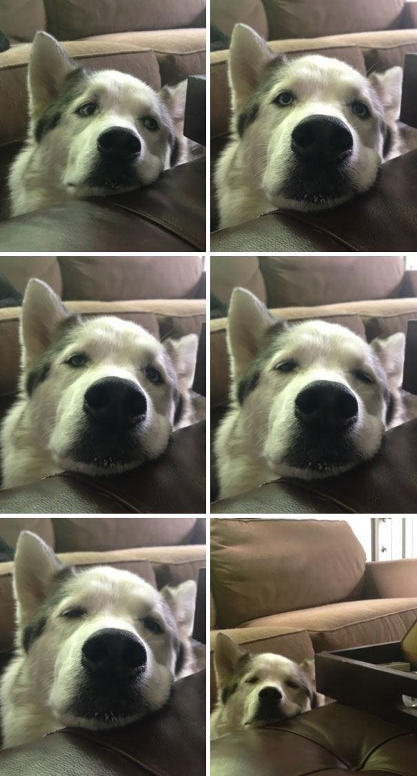 You Know Your Dog Is Getting Old When He Falls Asleep Begging For Food