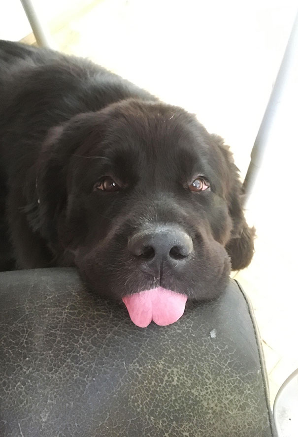 Heavy-Breathing Blop Every Time I Eat At The Computer, I Always Pay The Good Boy Tax