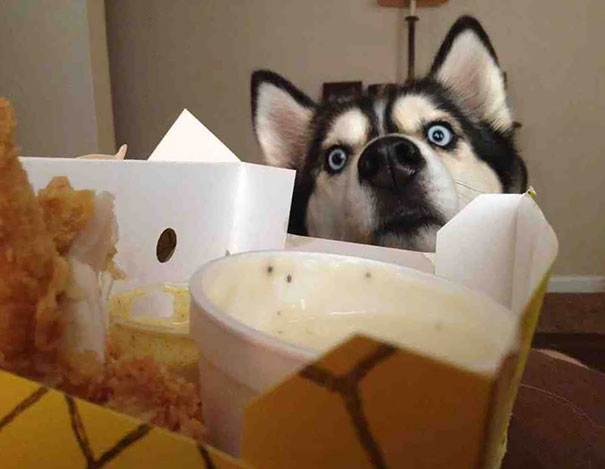 My Boyfriend's Dog Whenever Food Is Around