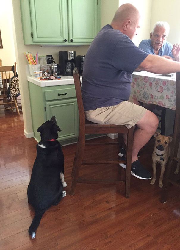 My Dog Is Blind And Is Trying To Beg, But He's Begging At Nothing. Well, At Least He's Trying