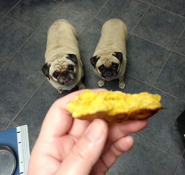 I Think I Have A Whole Album's Worth Of Pics Of My Pugs Begging While I Eat Or Cook