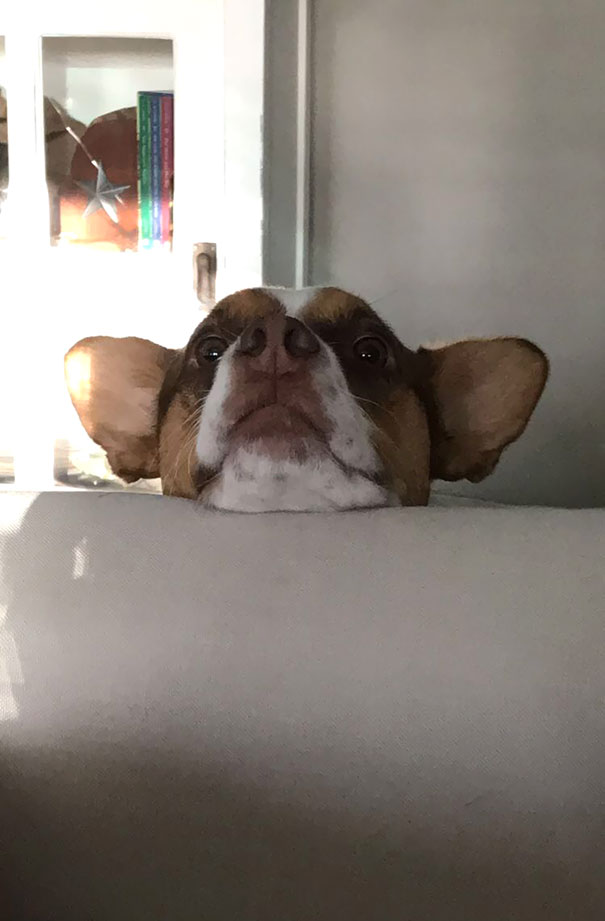 This Is How My Dog Lets Me Know It's Time For Dinner