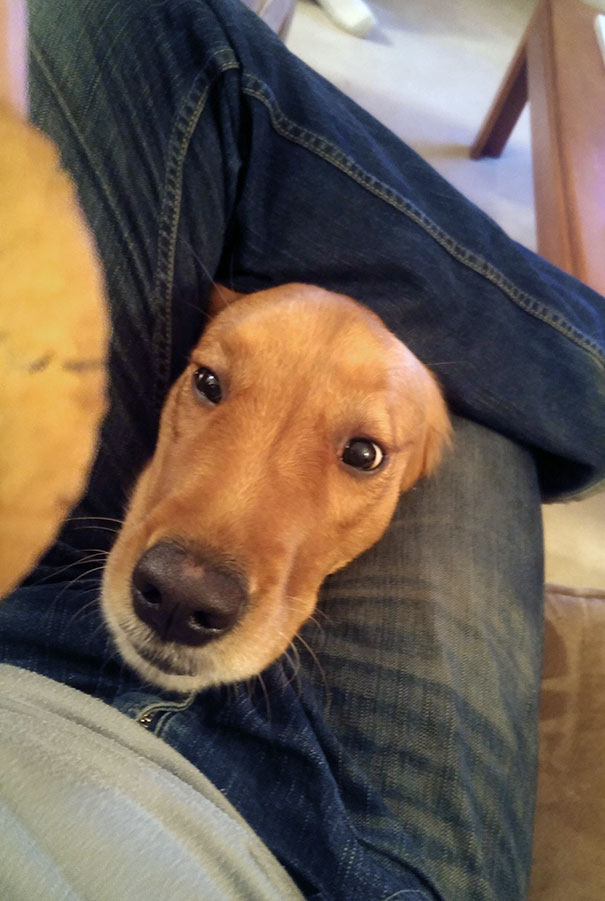 Where My Dog Hangs Out When I Eat Cookies