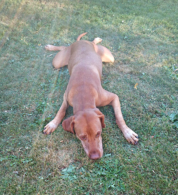 So My Dog Likes To Beg For Food Like This