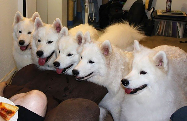 Too Many Duplicates Asking For Food