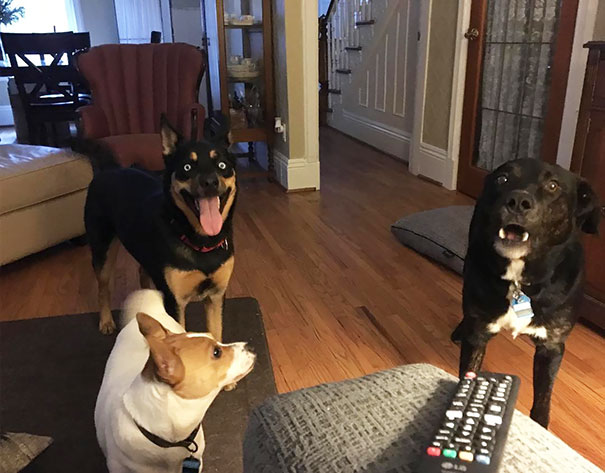 Can You Tell It’s Dinner Time?