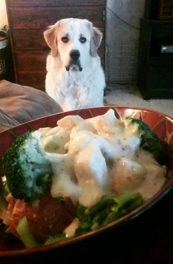 Dog Wants Fooood