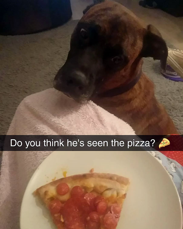 By Far My Favorite Picture Of Dog