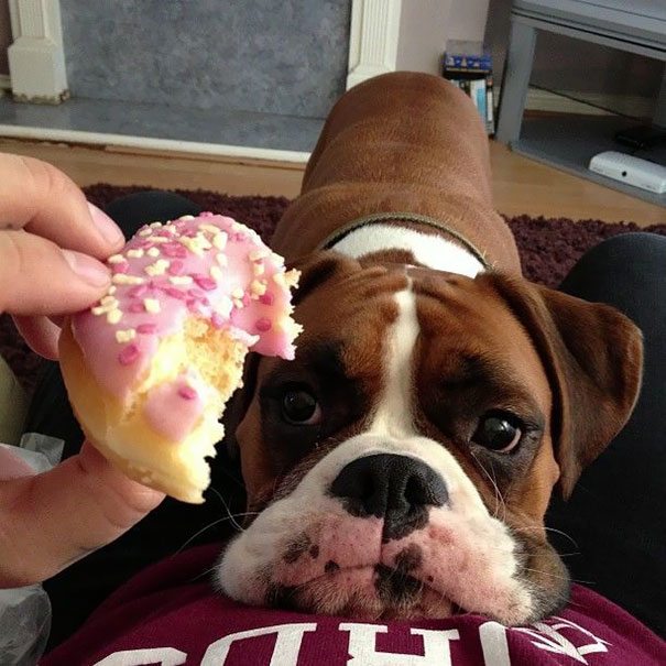 Boxer Vs Donut