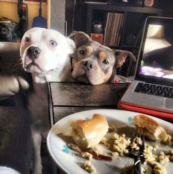 Two Drama Queens During Dinner Time