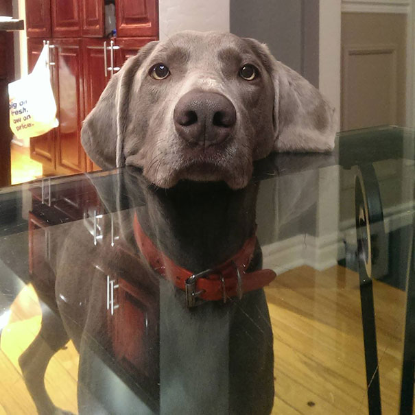 "Julia, Can I Please Have Some Of Your Dinner?"