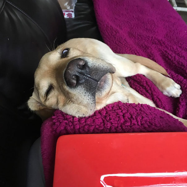 Just Going To Stare You Down Until You Give Me Some Of That Food