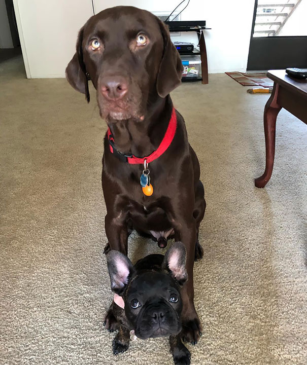 “Mom Can We Please Have More Cookies, I Know We Already Had Some But It Wasn’t Enough”
