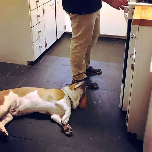 "Oh, You’re Cooking Dinner? Maybe You’ll Drop Something Into My Mouth While I Lay Here"