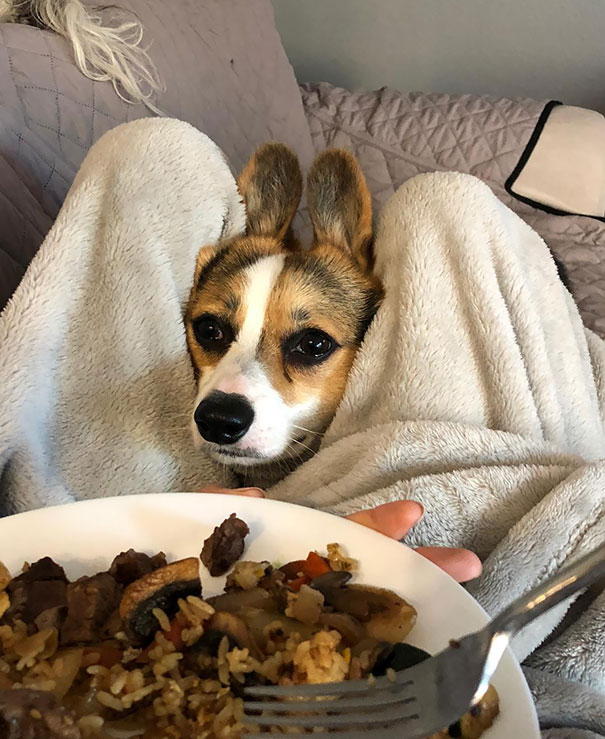 Please Mom, Can I Have Some Of Your Food?