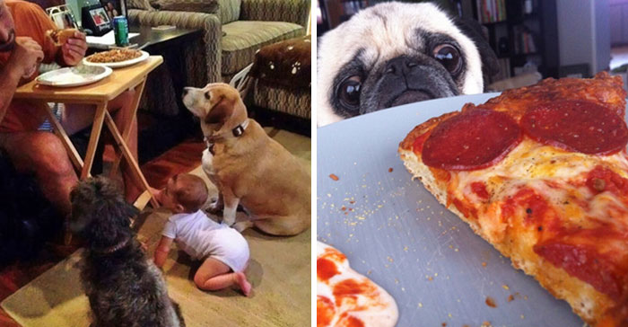 25+ Divertidas fotos de perros pidiendo comida a los que no se la podrás negar
