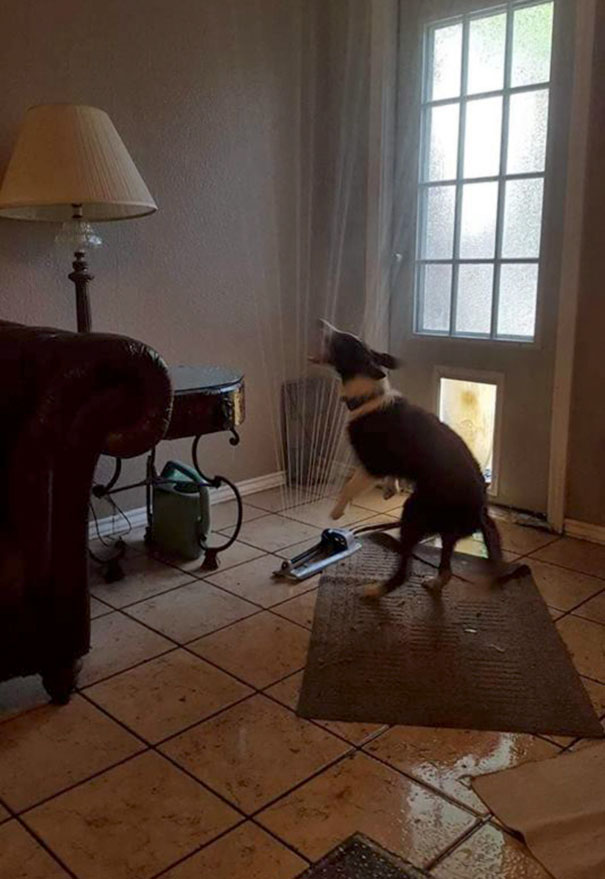 Friend Of A Friend's Pooch Dragged The Sprinkler In Through The Doggy Door