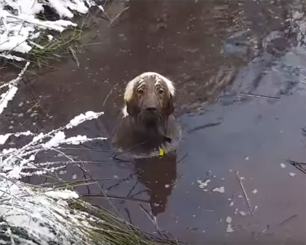 So That's How Chocolate Labs Are Made