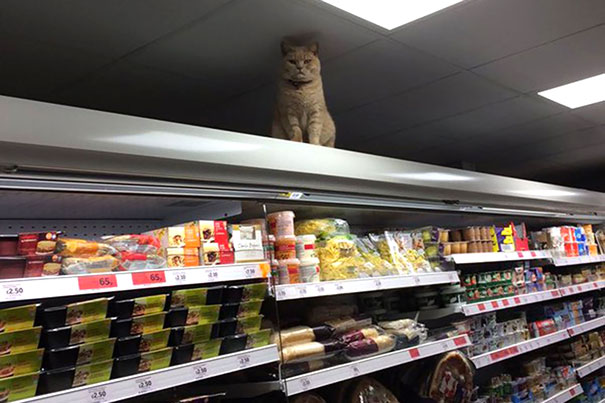 Khajiit Has Wares If You Have Coin