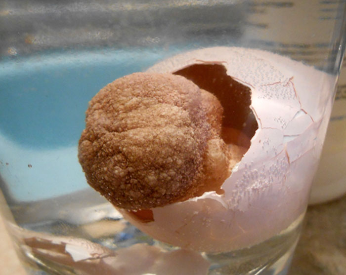 Someone Finds Old "Grow In Water" Egg At Goodwill And Puts It In Water, Regrets It 23 Hours Later Someone Finds Old "Grow In Water" Egg At Goodwill And Puts It In Water, Regrets It 23 Hours Later