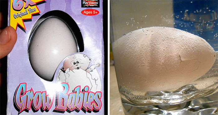 Someone Finds Old “Grow In Water” Egg At Goodwill And Puts It In Water, Regrets It 23 Hours Later