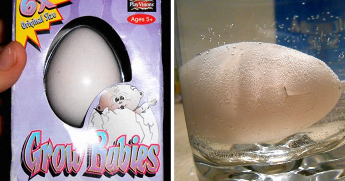 Someone Finds Old “Grow In Water” Egg At Goodwill And Puts It In Water, Regrets It 23 Hours Later
