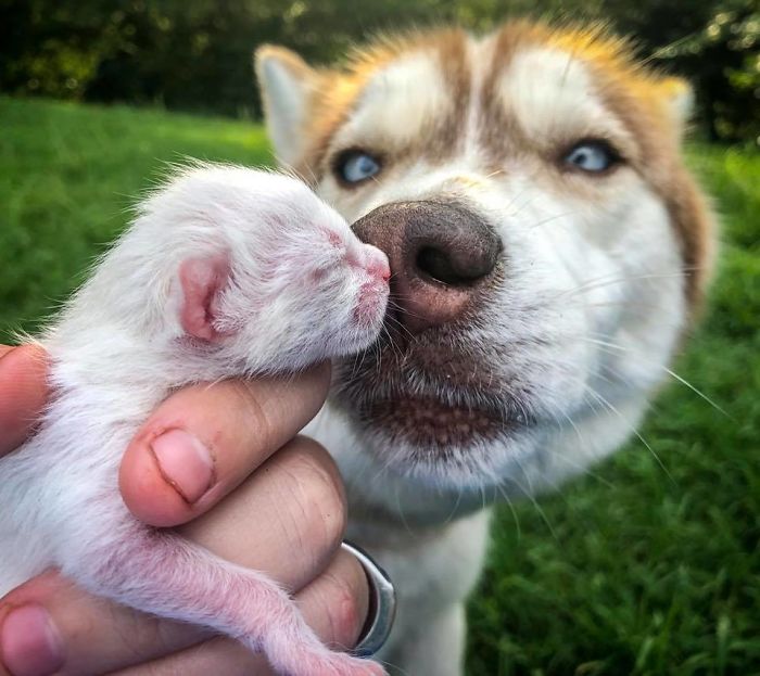 Hero Husky Finds A Box Full Of Near-Dying Kittens In The Woods, Becomes Their New Mom
