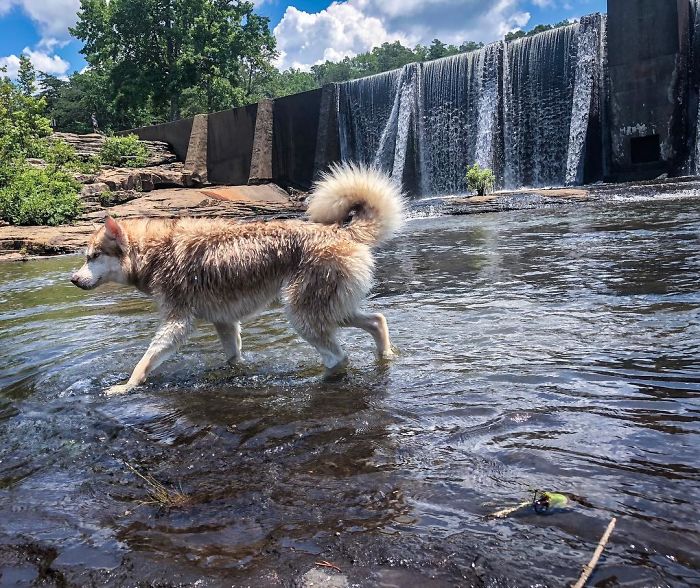 Hero Husky Finds A Box Full Of Near-Dying Kittens In The Woods, Becomes Their New Mom
