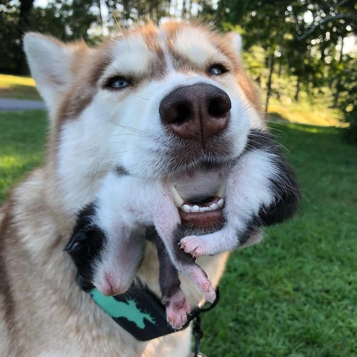 Hero Husky Finds A Box Full Of Near-Dying Kittens In The Woods, Becomes Their New Mom Hero Husky Finds A Box Full Of Near-Dying Kittens In The Woods, Becomes Their New Mom