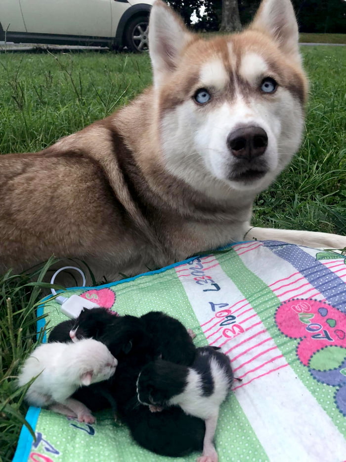 Hero Husky Finds A Box Full Of Near-Dying Kittens In The Woods, Becomes Their New Mom