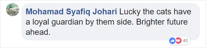 Hero Husky Finds A Box Full Of Near-Dying Kittens In The Woods, Becomes Their New Mom