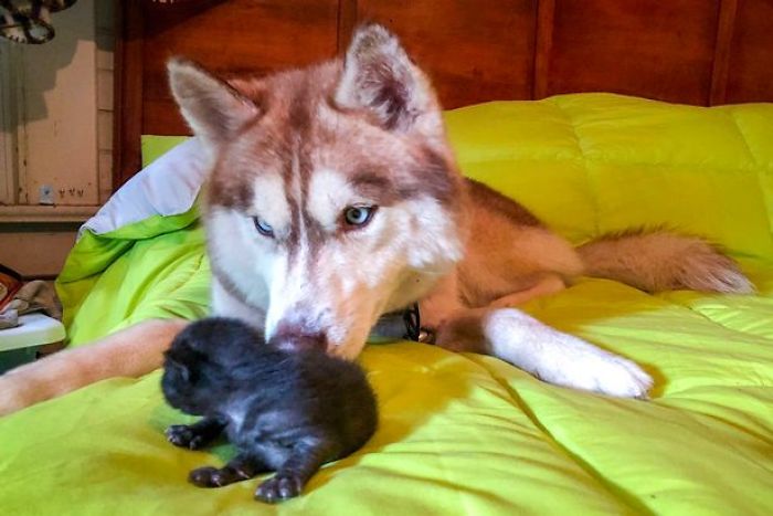Hero Husky Finds A Box Full Of Near-Dying Kittens In The Woods, Becomes Their New Mom Hero Husky Finds A Box Full Of Near-Dying Kittens In The Woods, Becomes Their New Mom