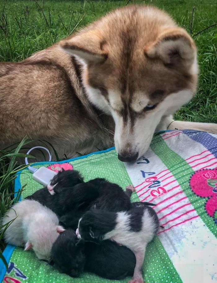 Hero Husky Finds A Box Full Of Near-Dying Kittens In The Woods, Becomes Their New Mom