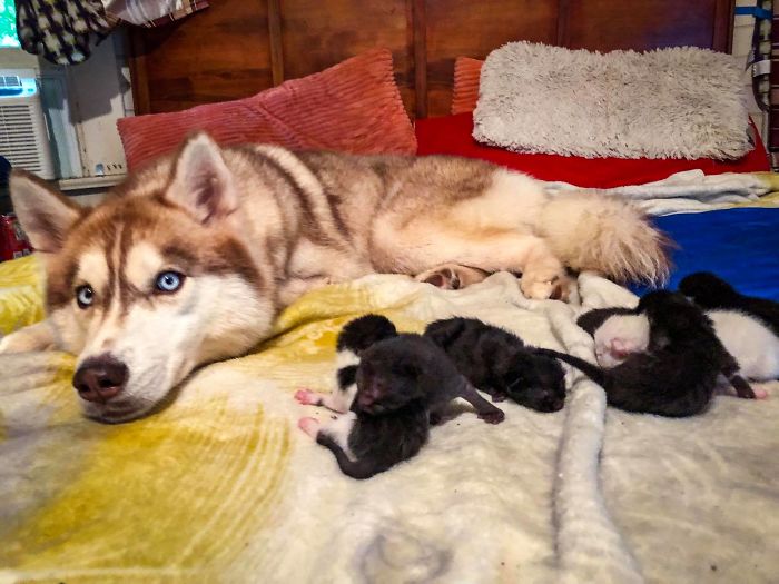 Hero Husky Finds A Box Full Of Near-Dying Kittens In The Woods, Becomes Their New Mom